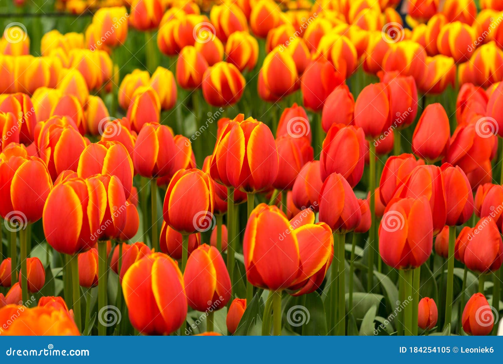 Field of Red and Yellow Tulips with Other Tulips in the Background on a ...