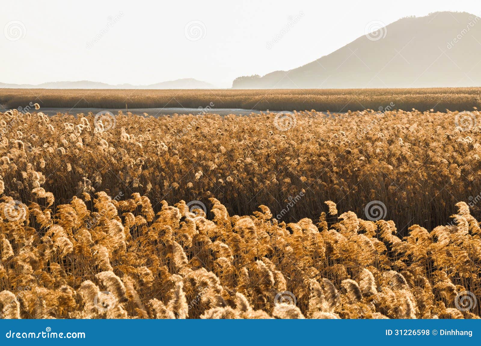 the field of reeds