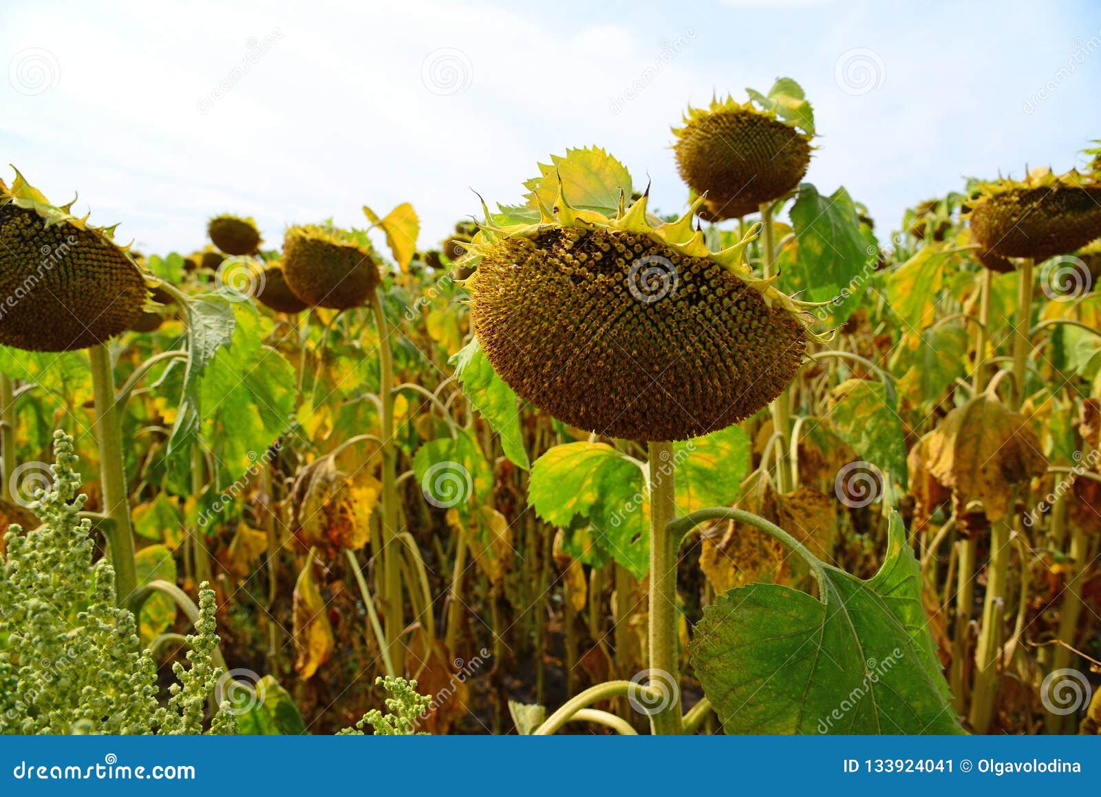 Field of Ripe Big Sunflower in August in Russia Stock Image - Image of ...