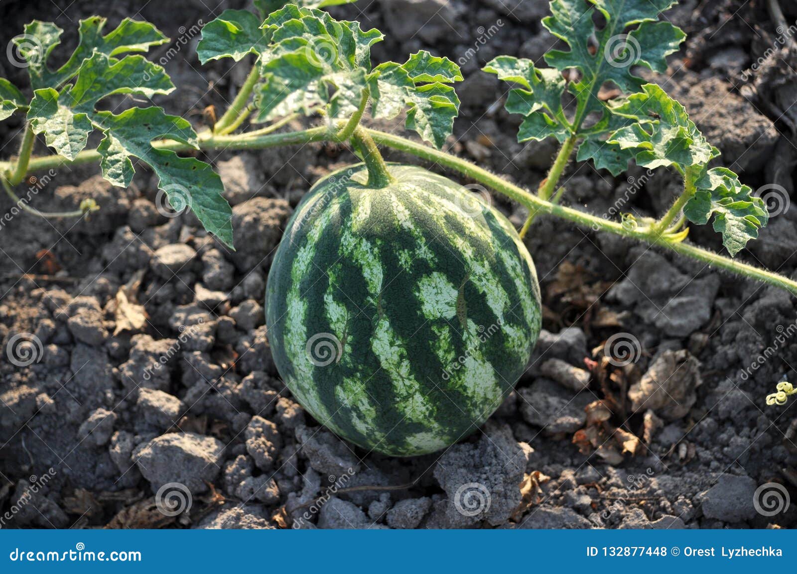 Watermelon Vine Stock Photos 672 Images Page 2