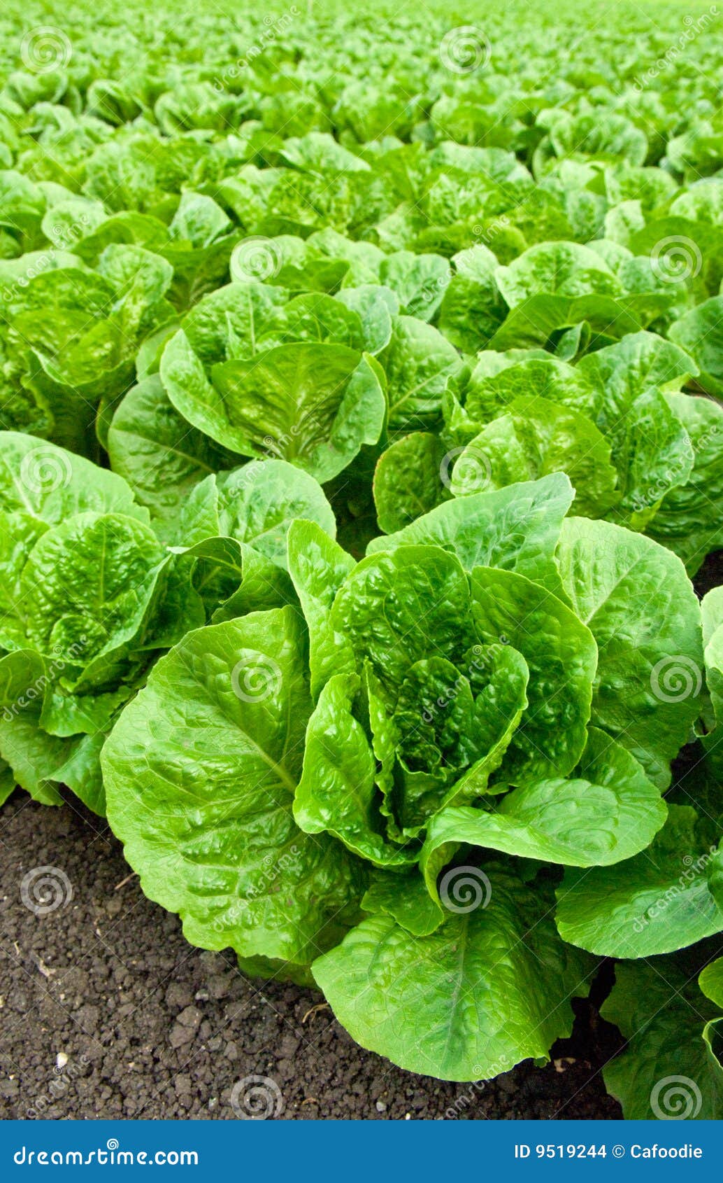 Field Of Romaine Lettuce Stock Images Image 9519244