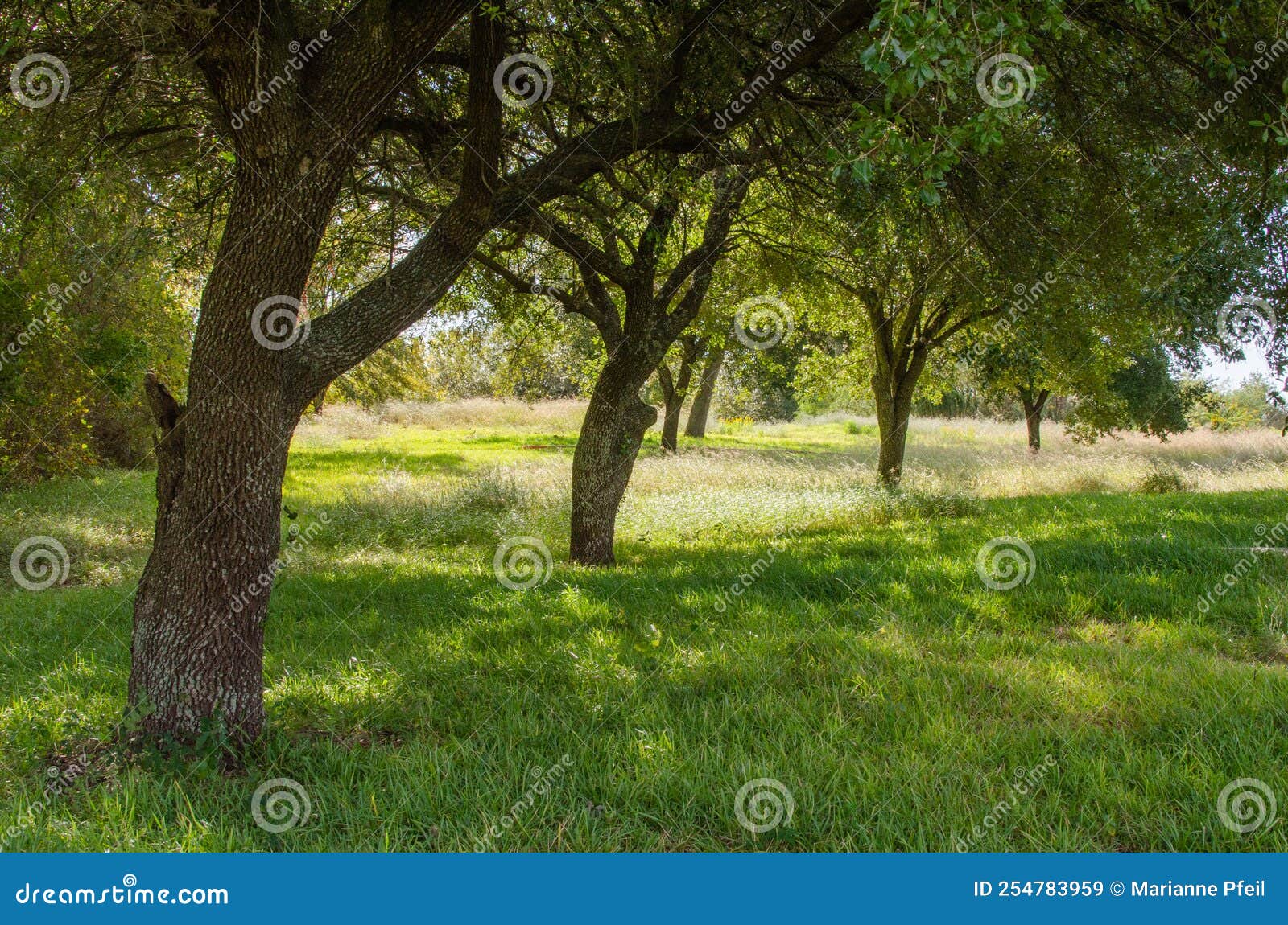 A Field of Shady Grass Under the Canopy of Trees Stock Image - Image of