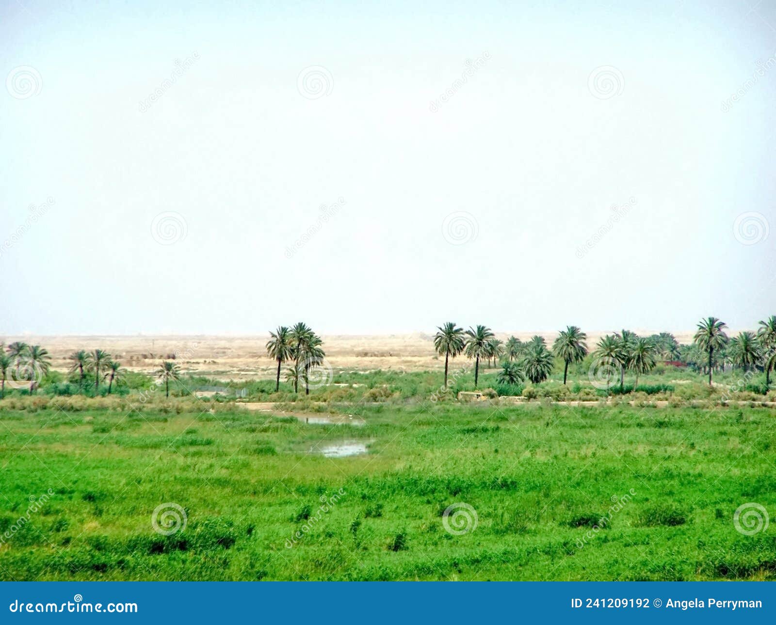 field by the shatt al-arab river in basra