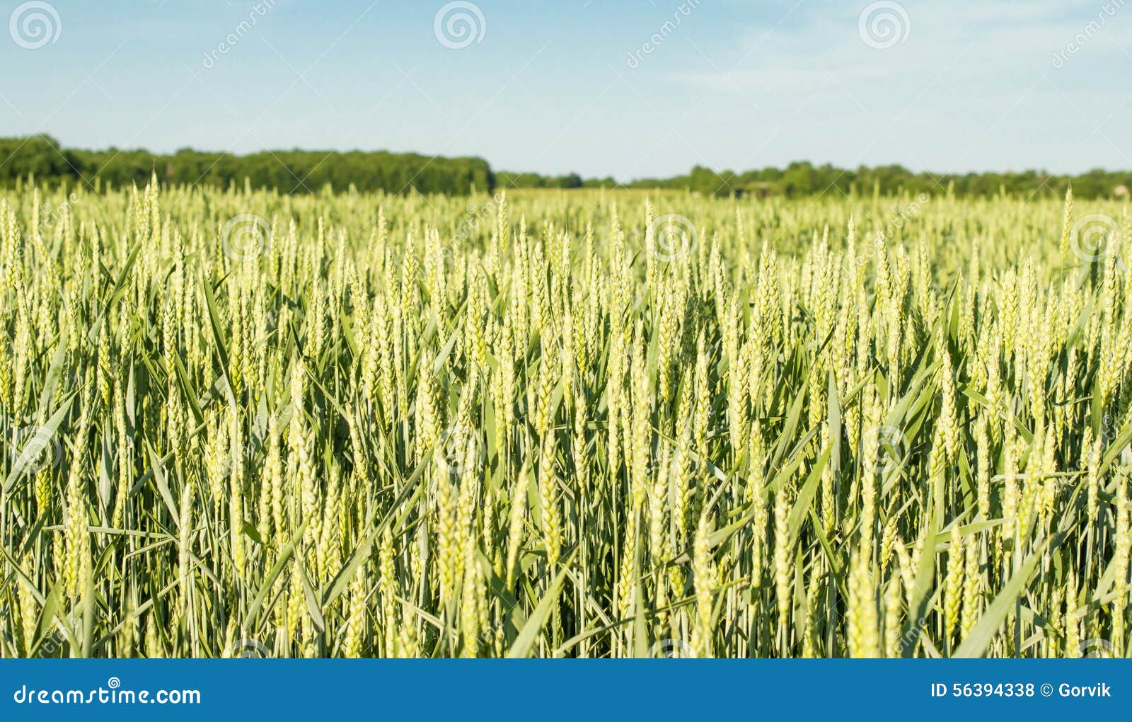 field sown cereals - wheat