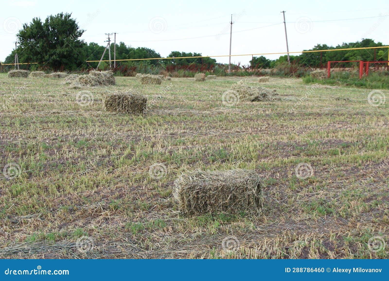 Field with Square Sheaves of Hay Stock Photo Image of rural, nature