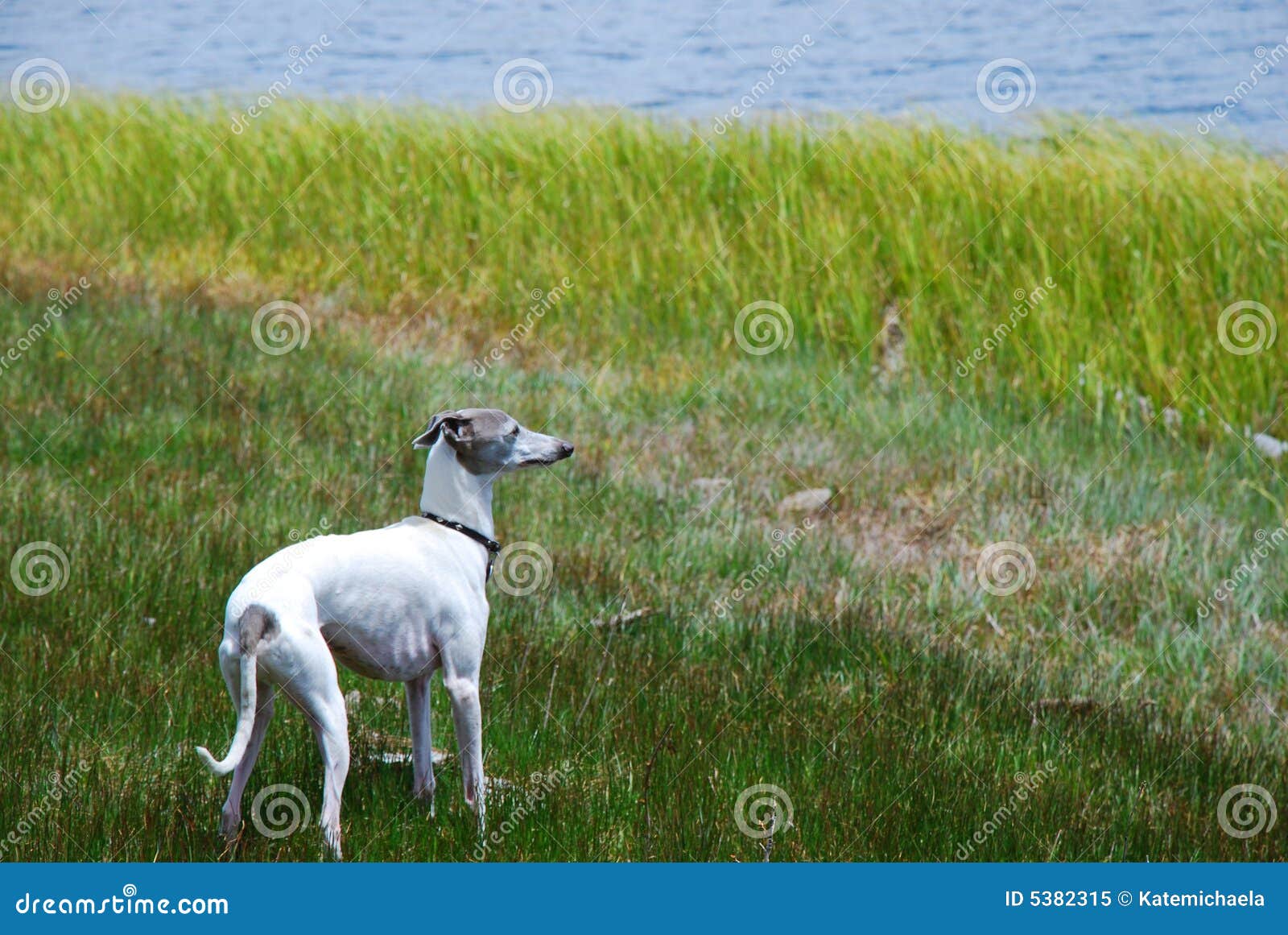 Field and Stream Dog stock image. Image of meadows, forest 5382315