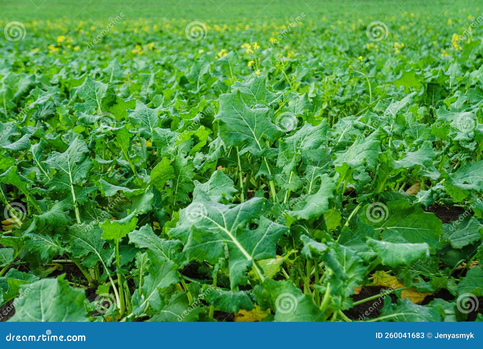 Field of Sugar Beet. Agricultural Field. Sugar Beet Cultivation Stock
