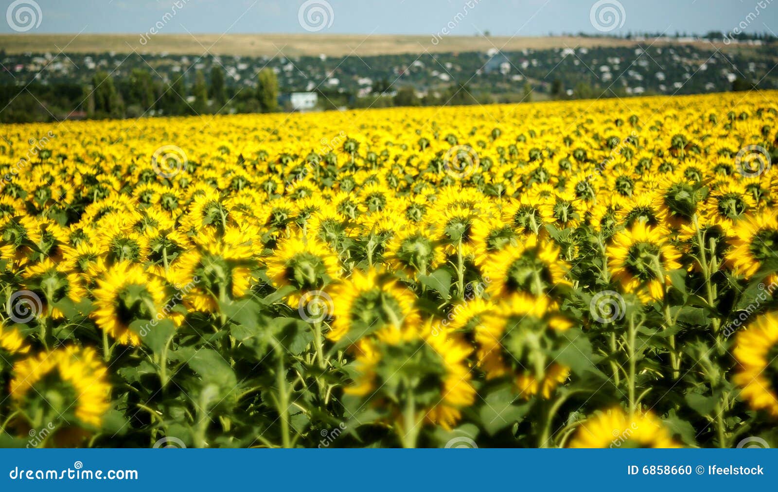 A field of sunflowers stock photo. Image of landscape 6858660