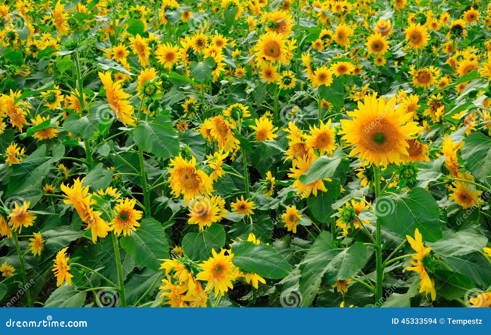 A field of sunflowers stock photo. Image of nature, outdoors 45333594