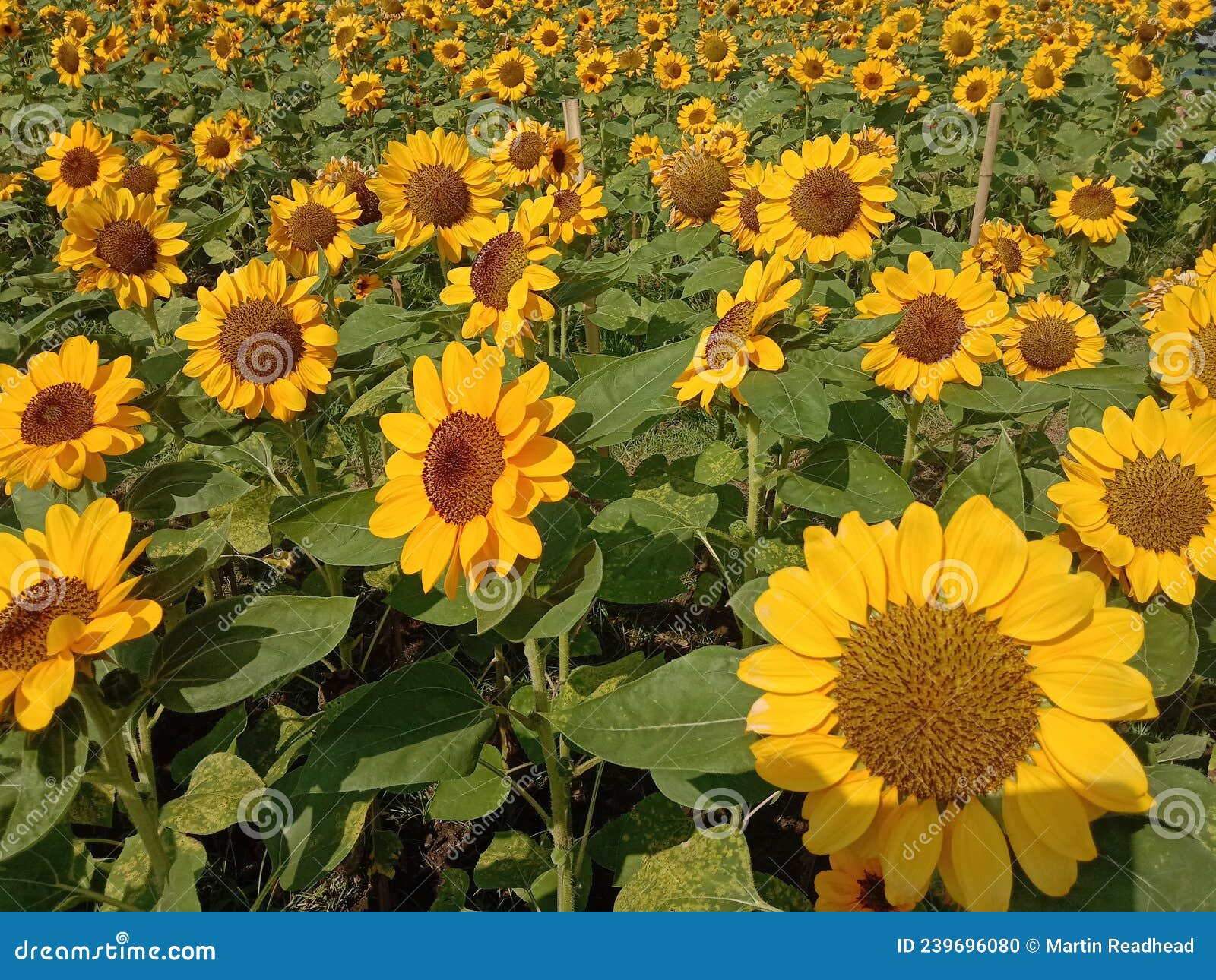 A Field of Sunflowers in Full Bloom in the Sun Stock Photo Image of sunflowers, field 239696080