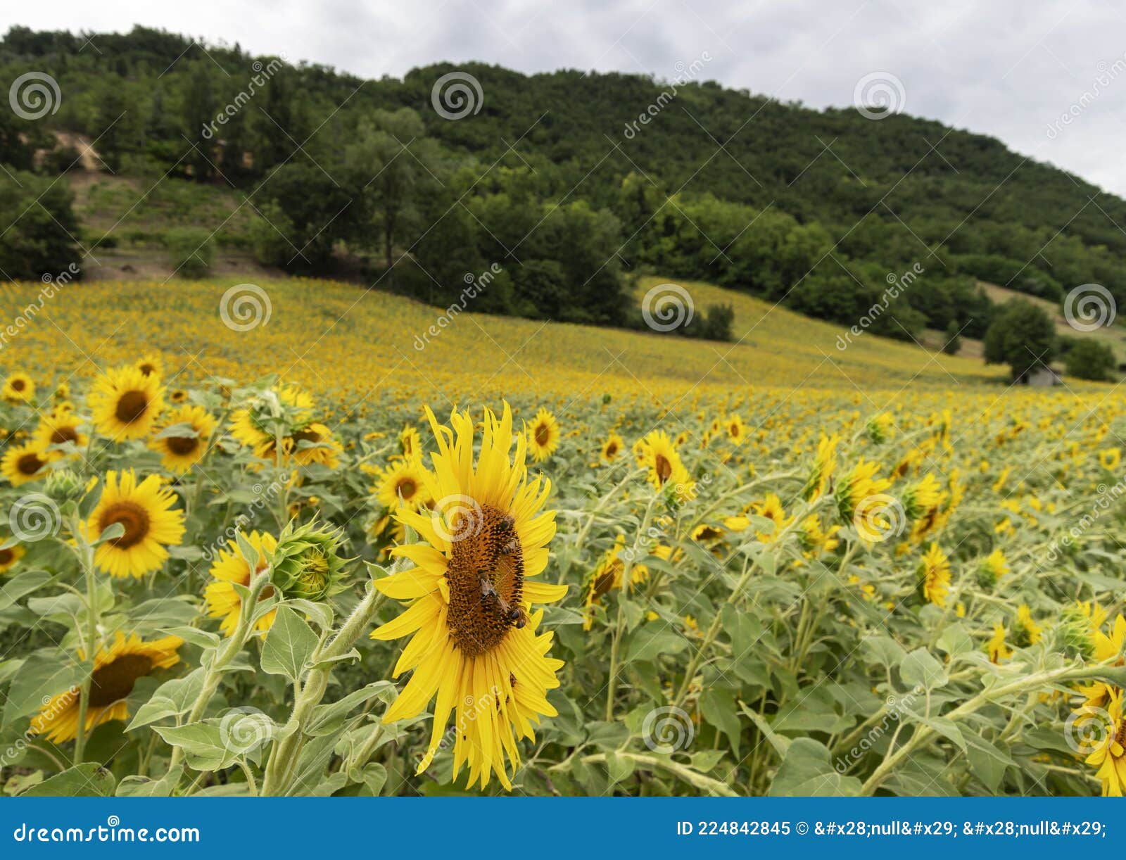 field of sunflowers near castell `arquato, piacenza