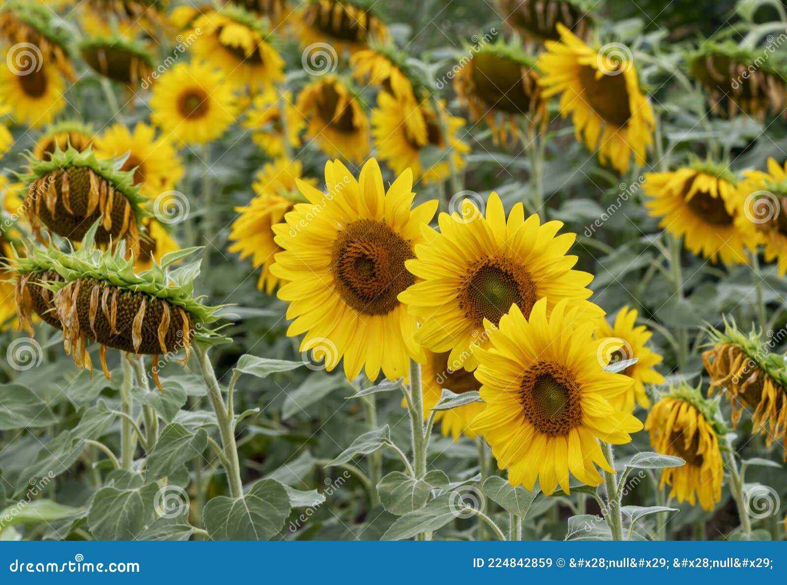 field of sunflowers near castell `arquato, piacenza