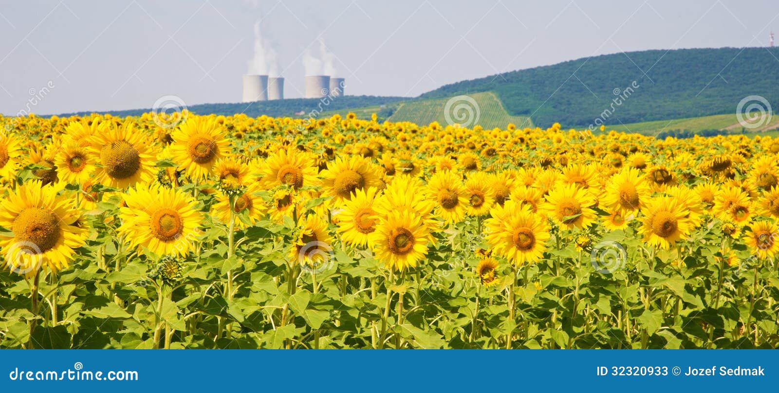 Field of Sunflowers and Nuclear Power Plant Stock Image Image of