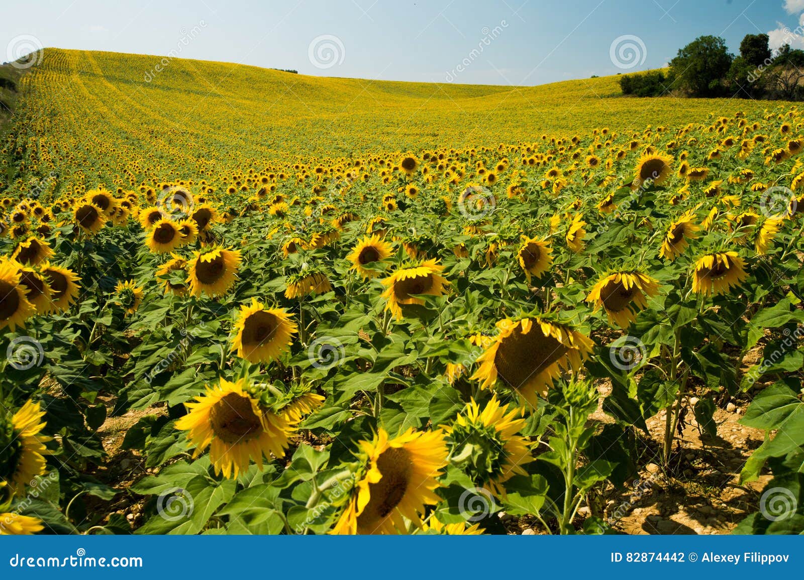 field of sunflowers in provence, france