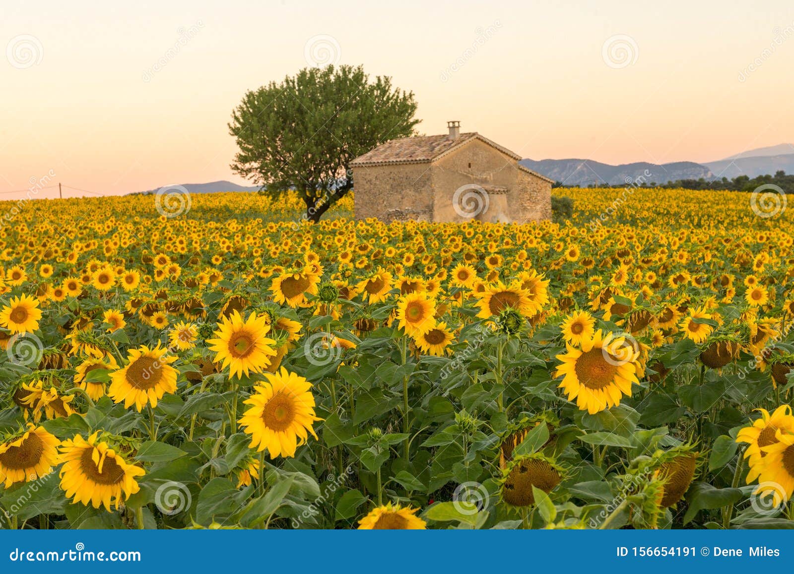 a field of sunflowers surround an old building in provence, france