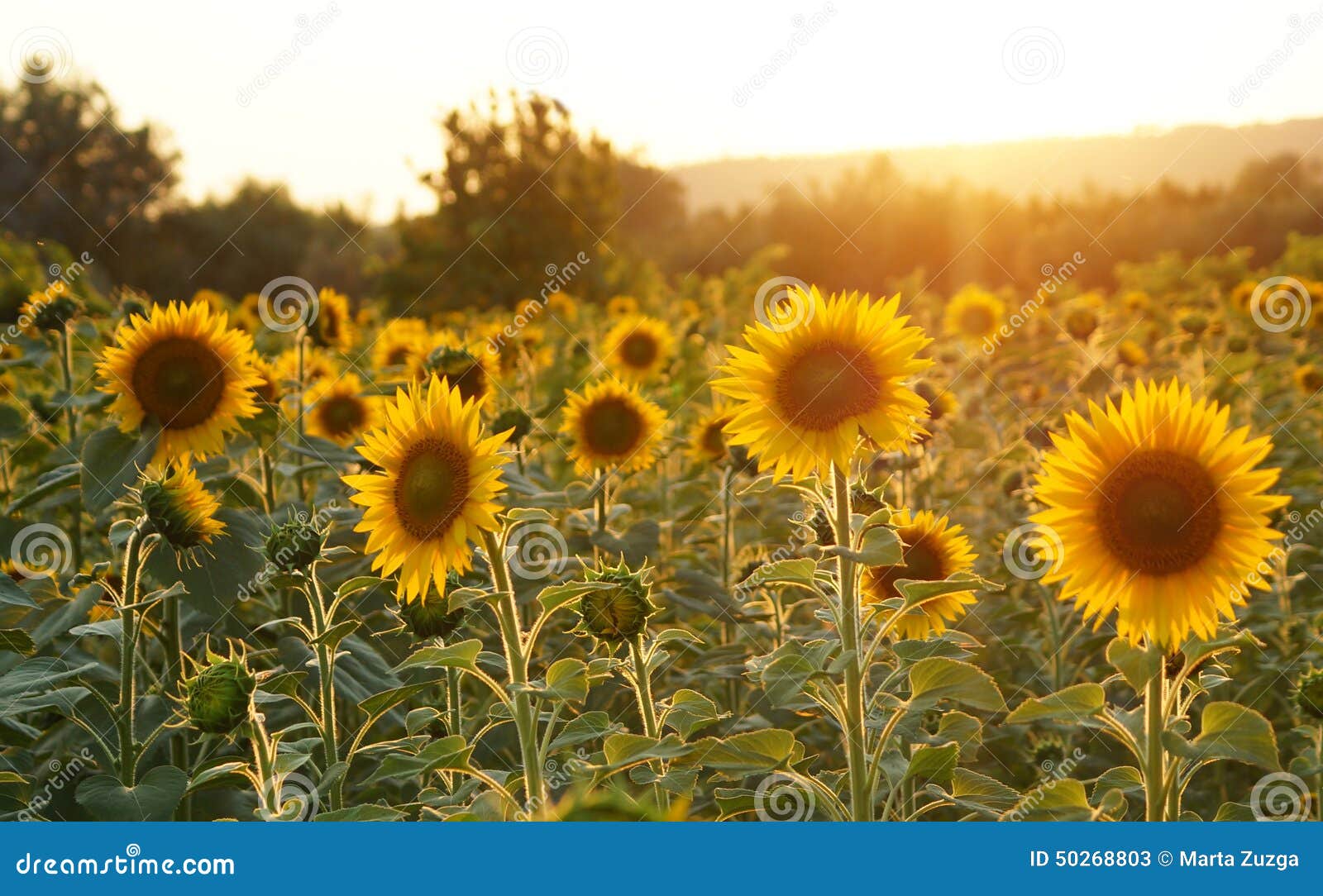 field of sunflowers in tuscany.