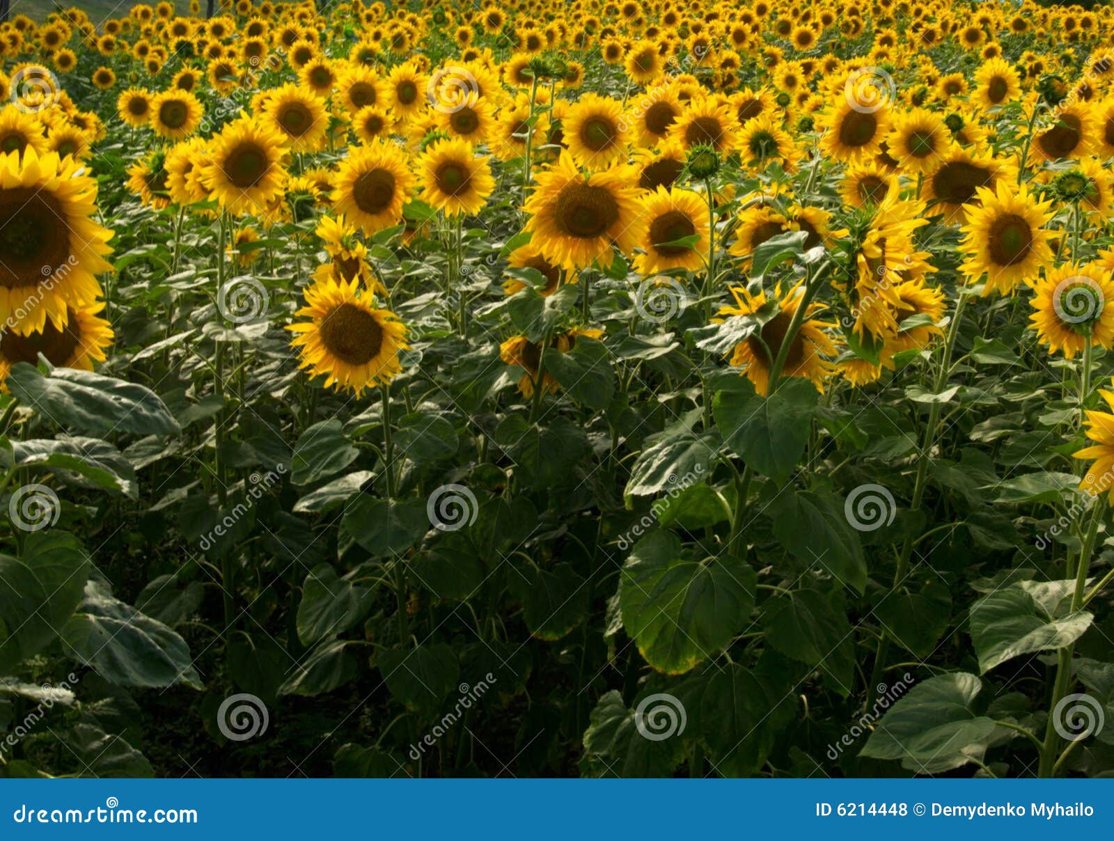 A Field of Sunflowers in Ukraine Stock Photo Image of plant, crop