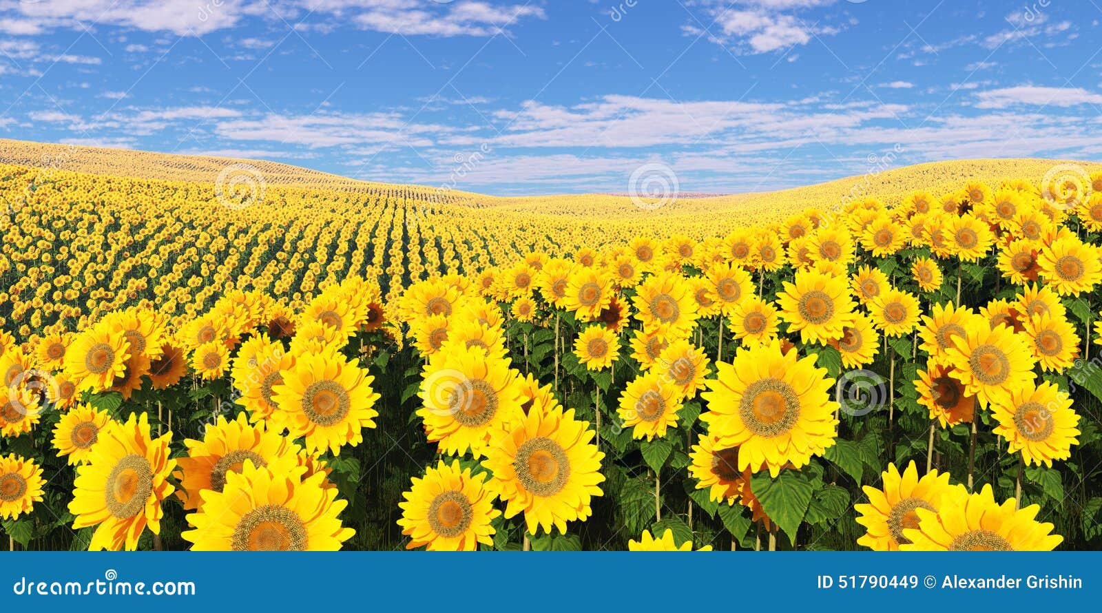 Field of Sunflowers Under a Cloudy Sky. Stock Illustration