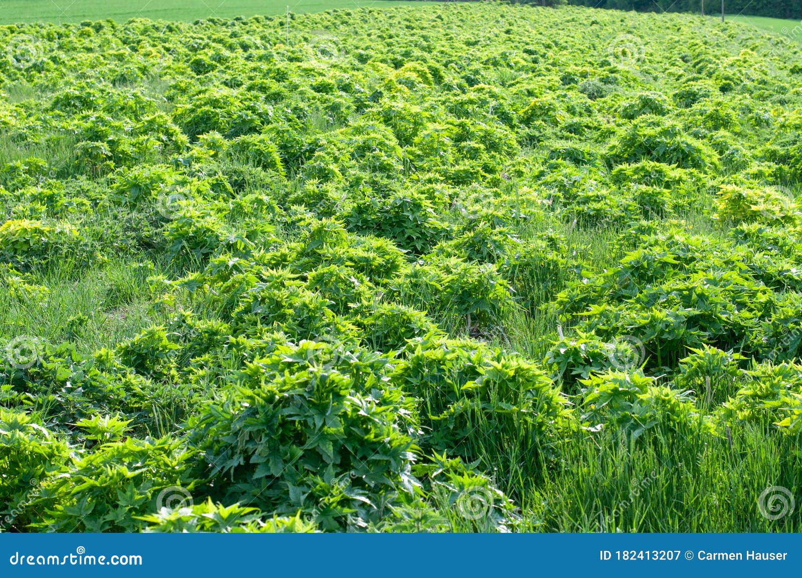 agricultural field in springtime with young sida plants