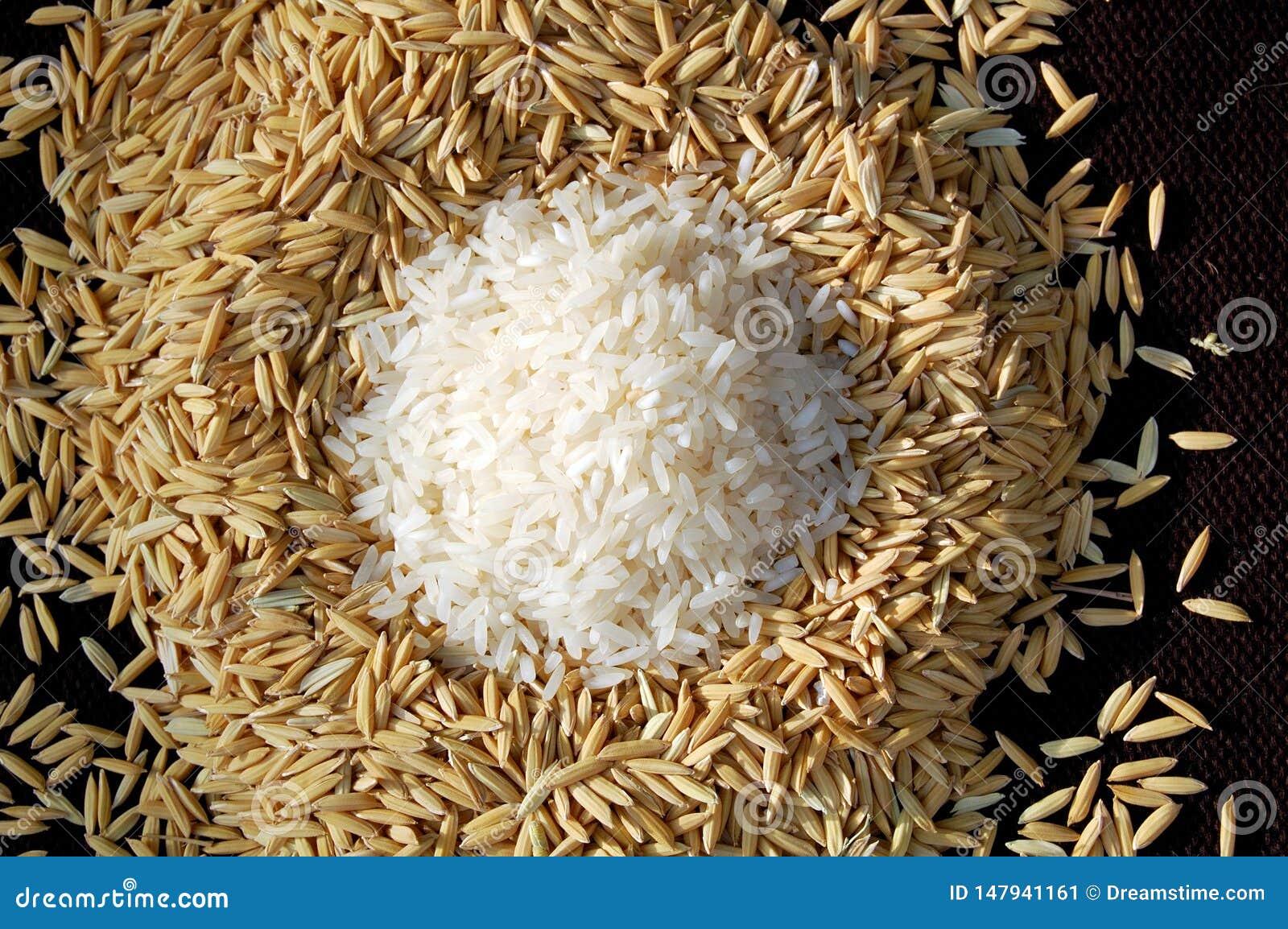 Field And Table Rice Stock Image Image Of Work Field 147941161