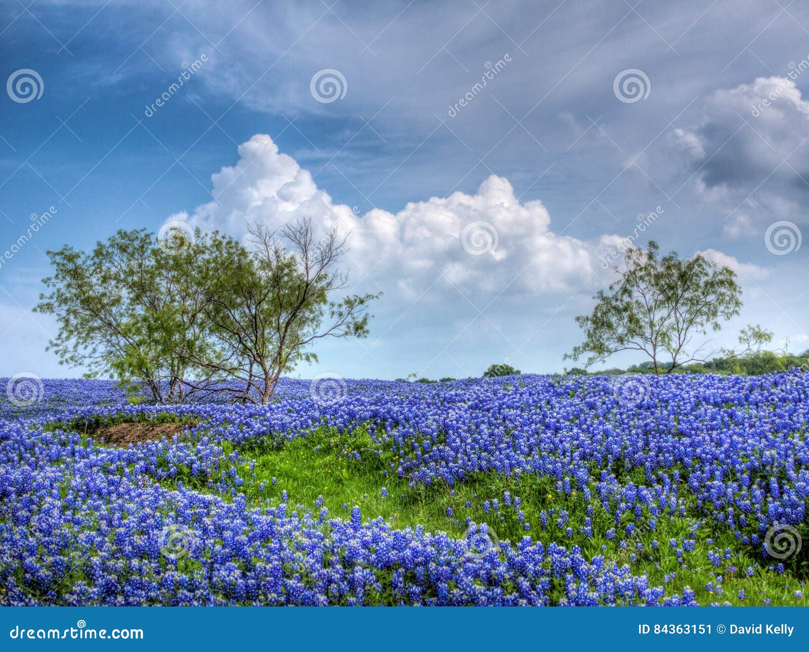 field of texas bluebonnets
