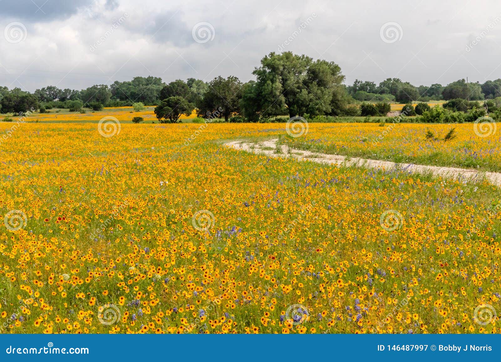 Field Of Texas Hill Country Yellow Wildflowers Stock Image Image Of