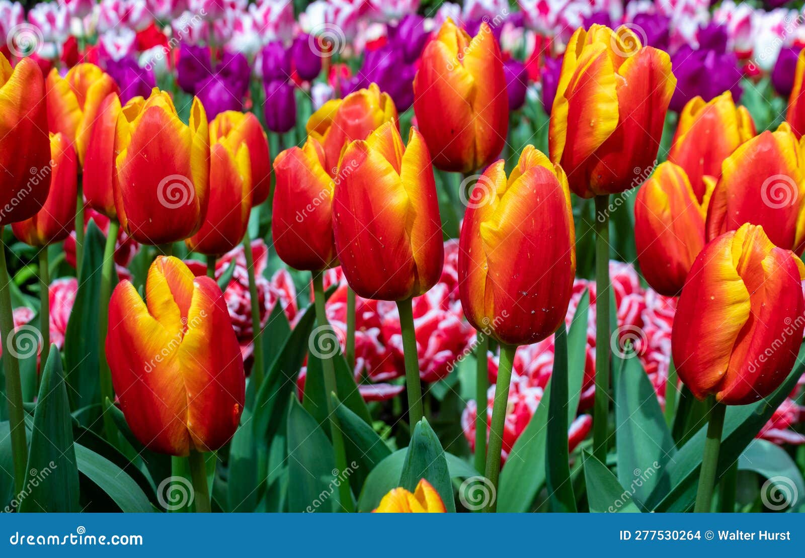 field of tulipan gesneriana l, orange and yellow in color