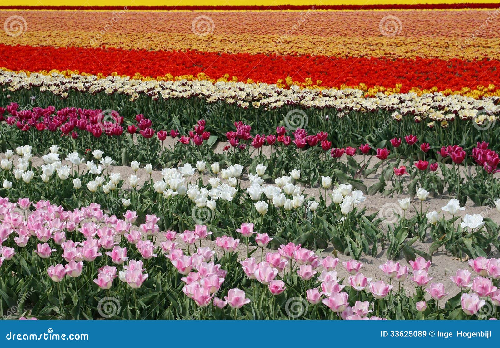 flowerfields in rainbow colors, flowerculture in dutch noordoostpolder,netherlands