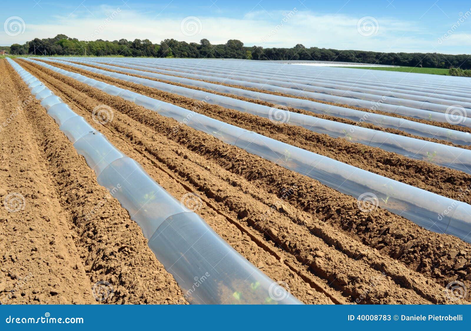 field of vegetable crops in rows covered with polythene cloches protection
