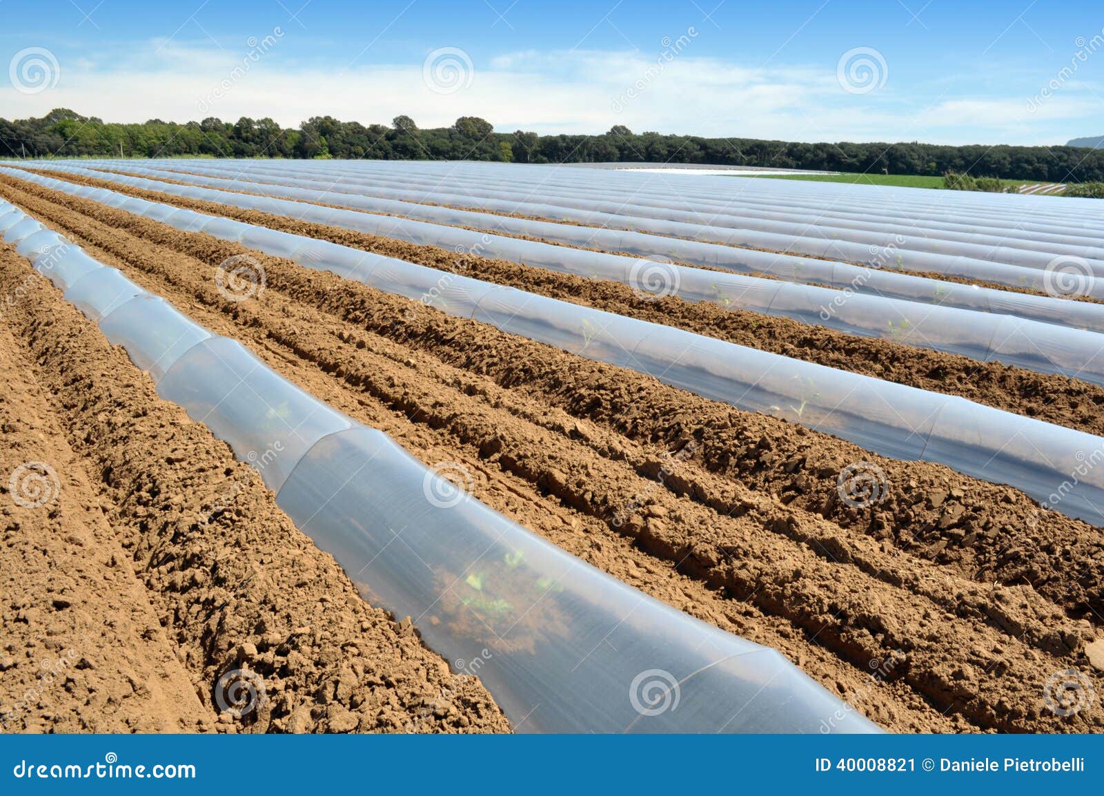 field-vegetable-crops-rows-covered-polythene-cloches-protection-plants-under-plastic-strips-plastic-covering-40008821.jpg