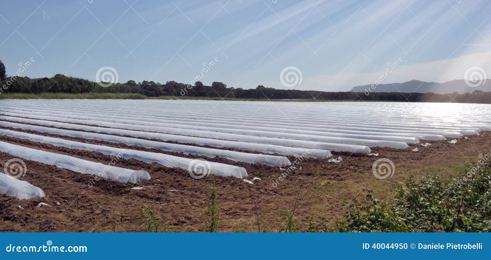 Field of Vegetable Crops in Rows Covered with Polythene Cloches