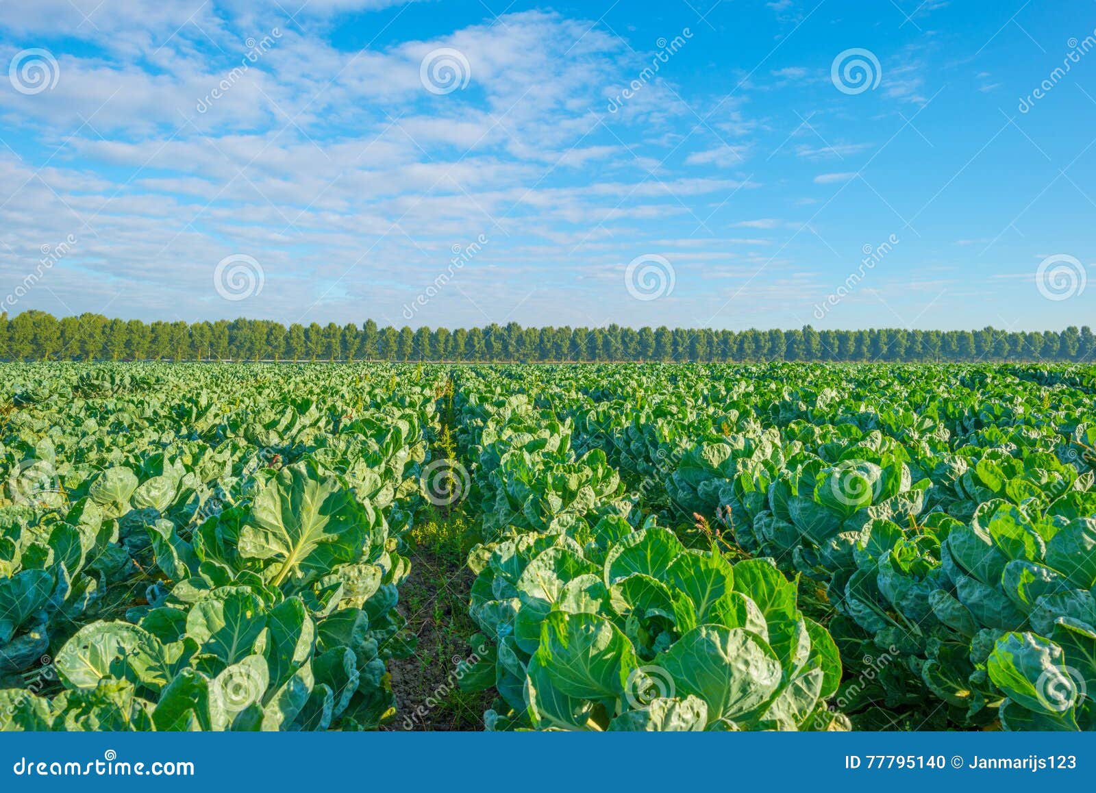 Field with vegetables stock photo. Image of rural, sunlight 77795140