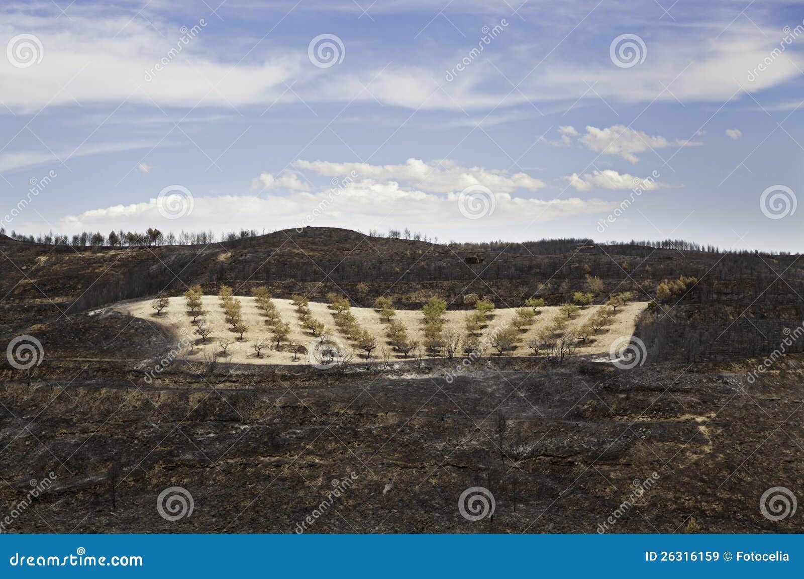 Field of vineyard after a fire burned over mountains