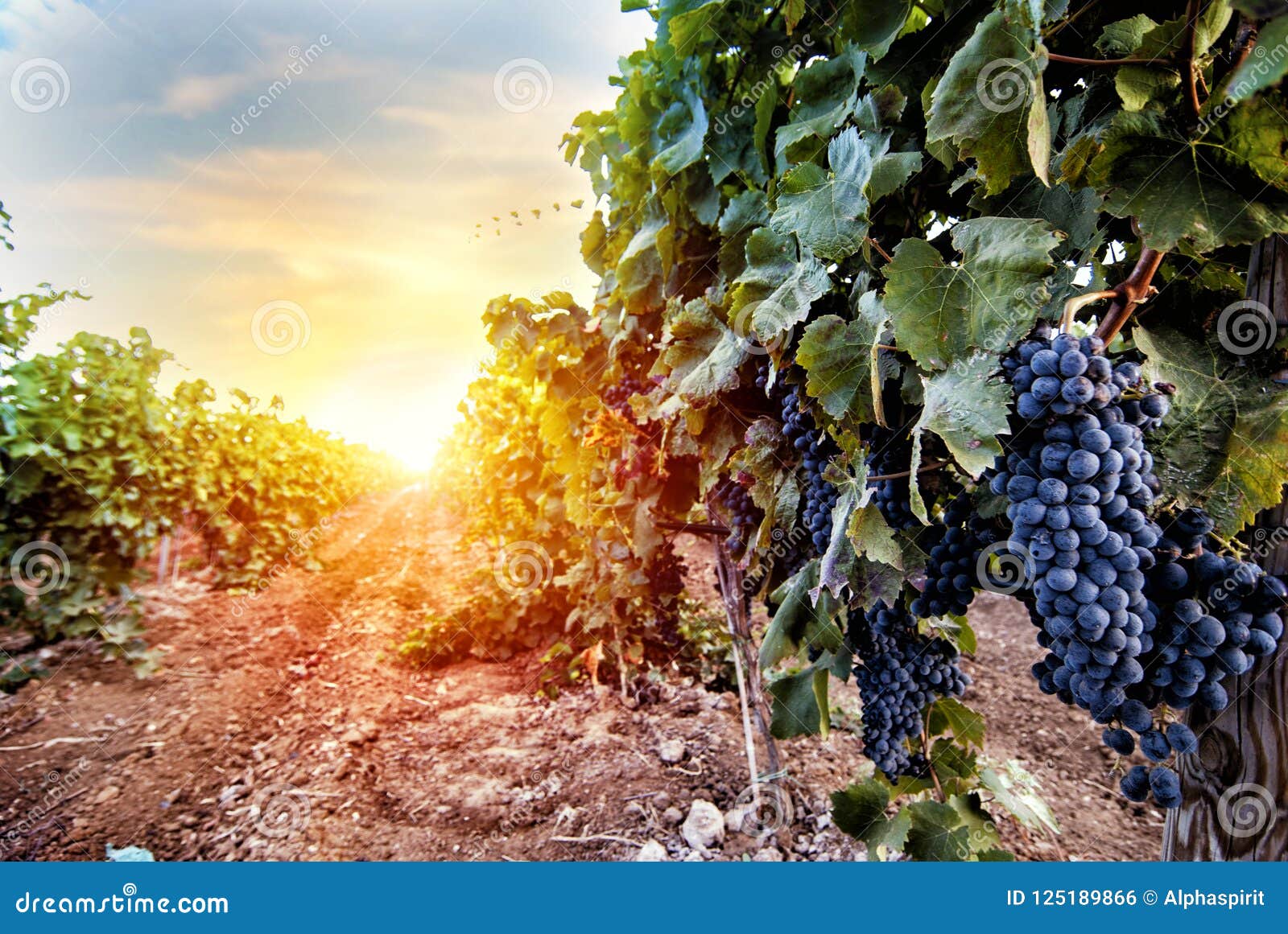 Field of Vineyard Full of Grapes during Sunrise Stock Photo Image of