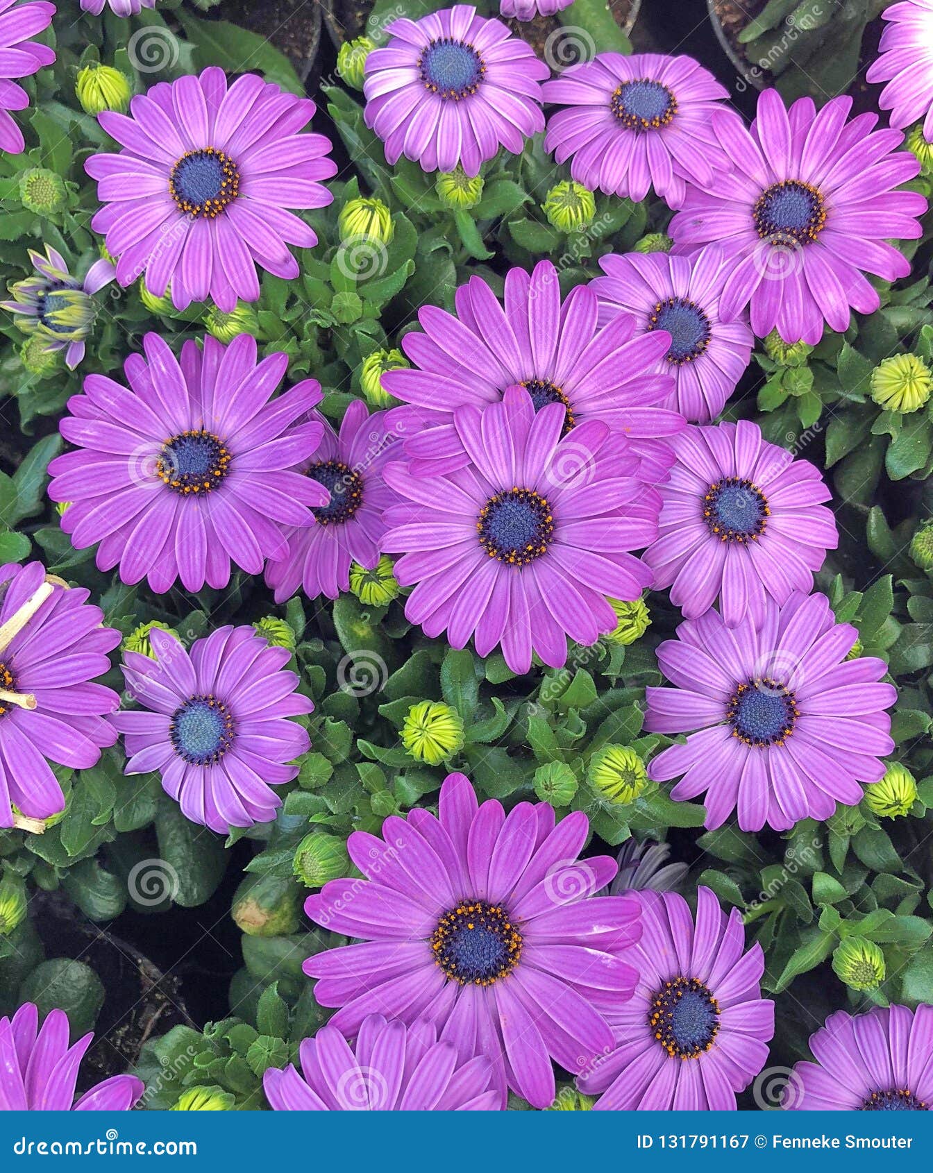 Violet Purple Cape Marguerite Daisy Flowers In Bloom Stock Image Image Of Flora Capitulum 131791167