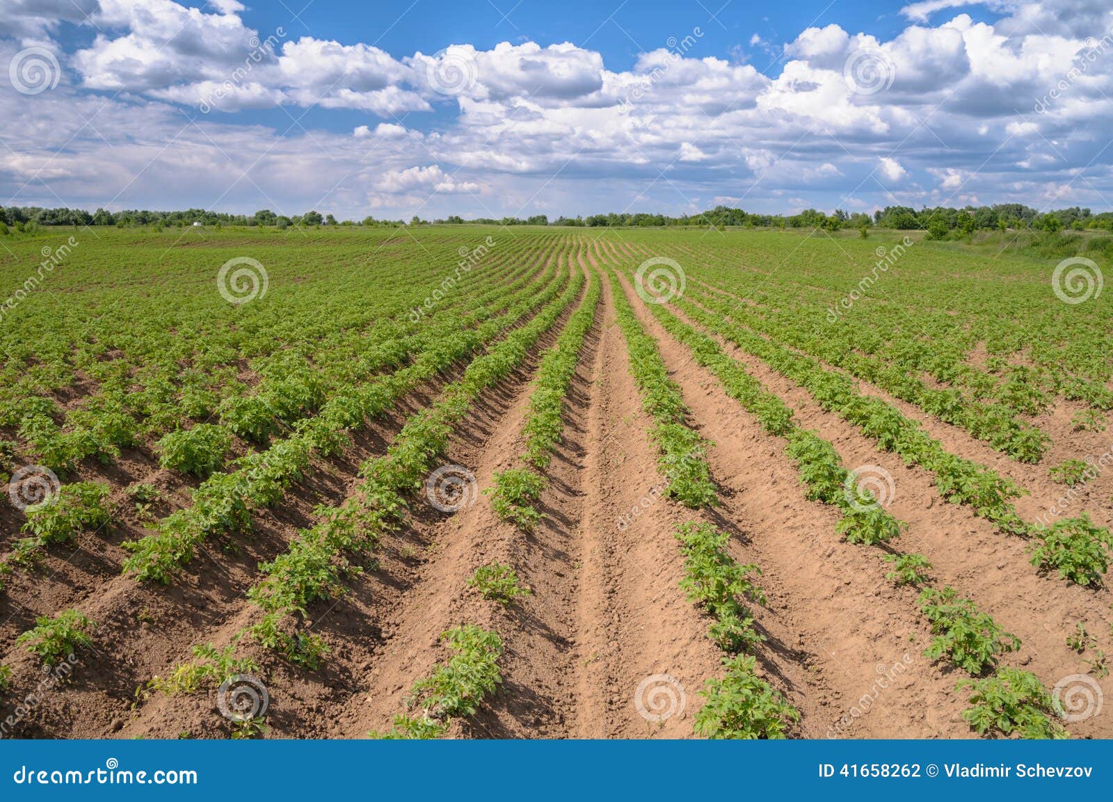 Field Of The Weed Potato With Blue Sky Stock Photo Image of