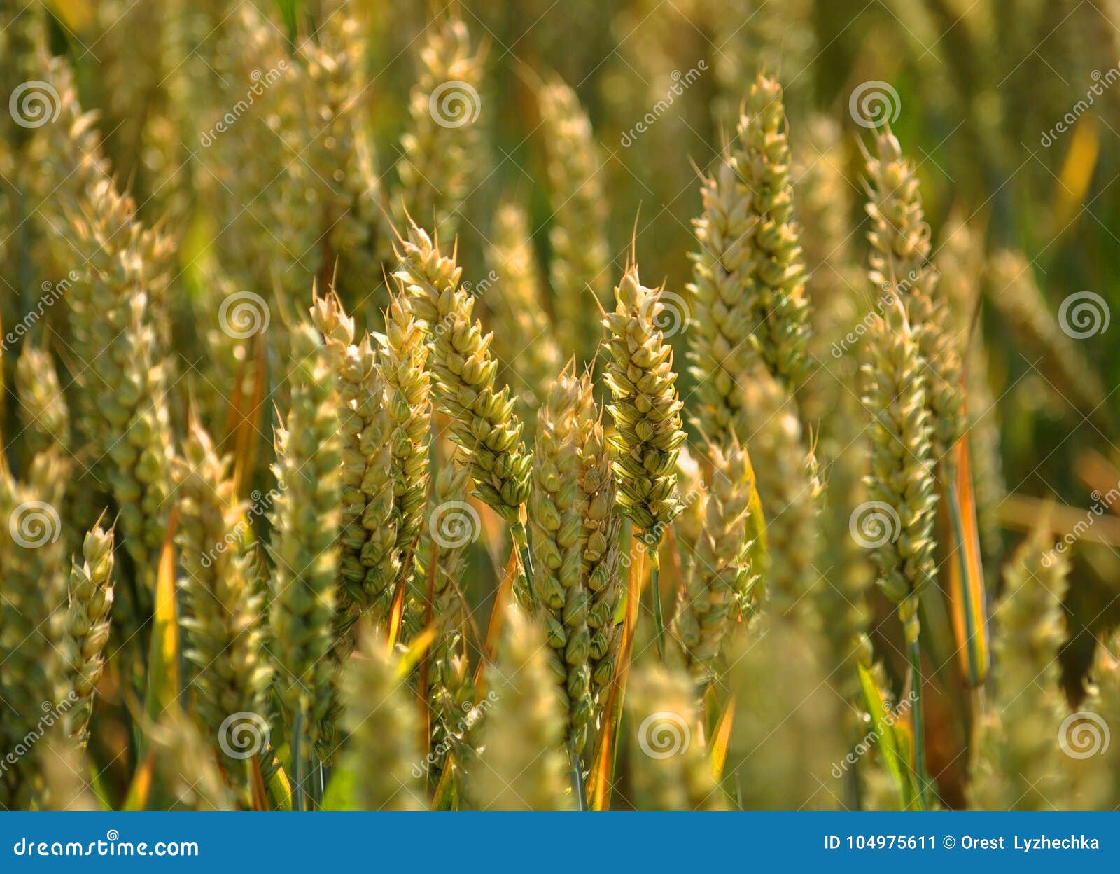 In the Field of Wheat Winter Wheat Stock Image Image of rural, spikes