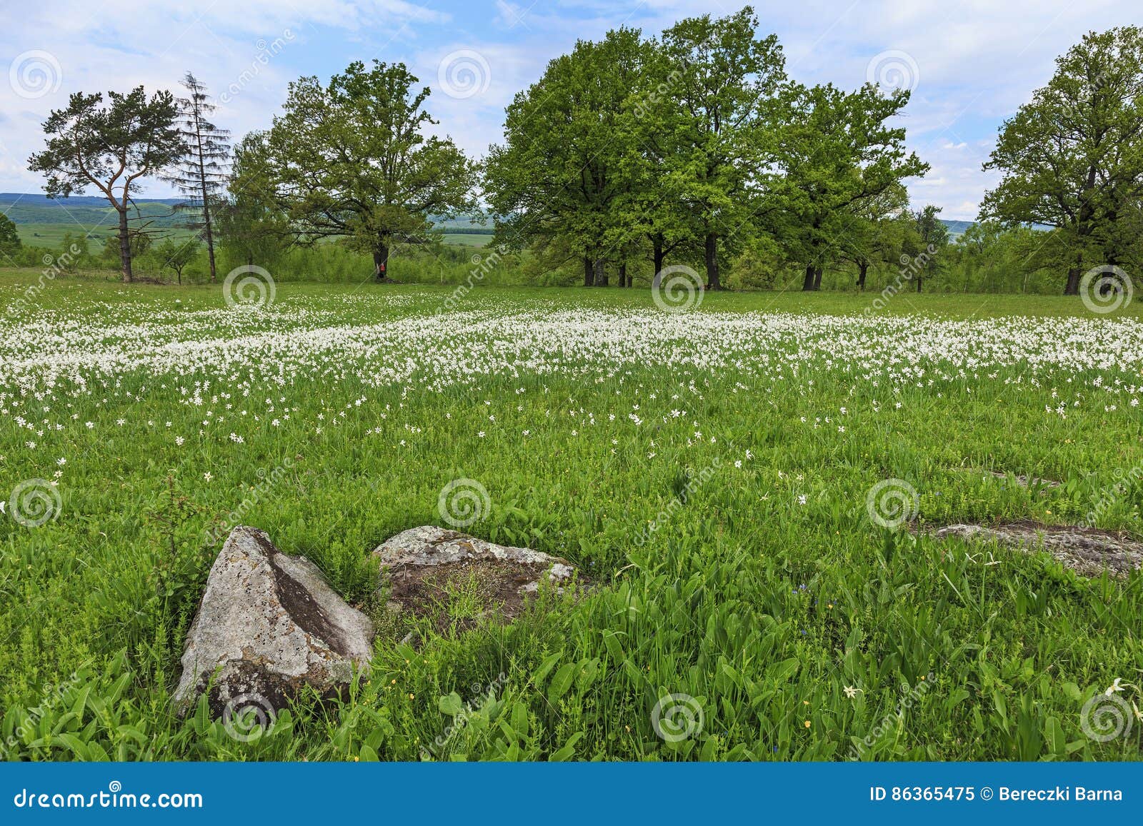 Field of white daffodils stock image. Image of daffodils - 86365475