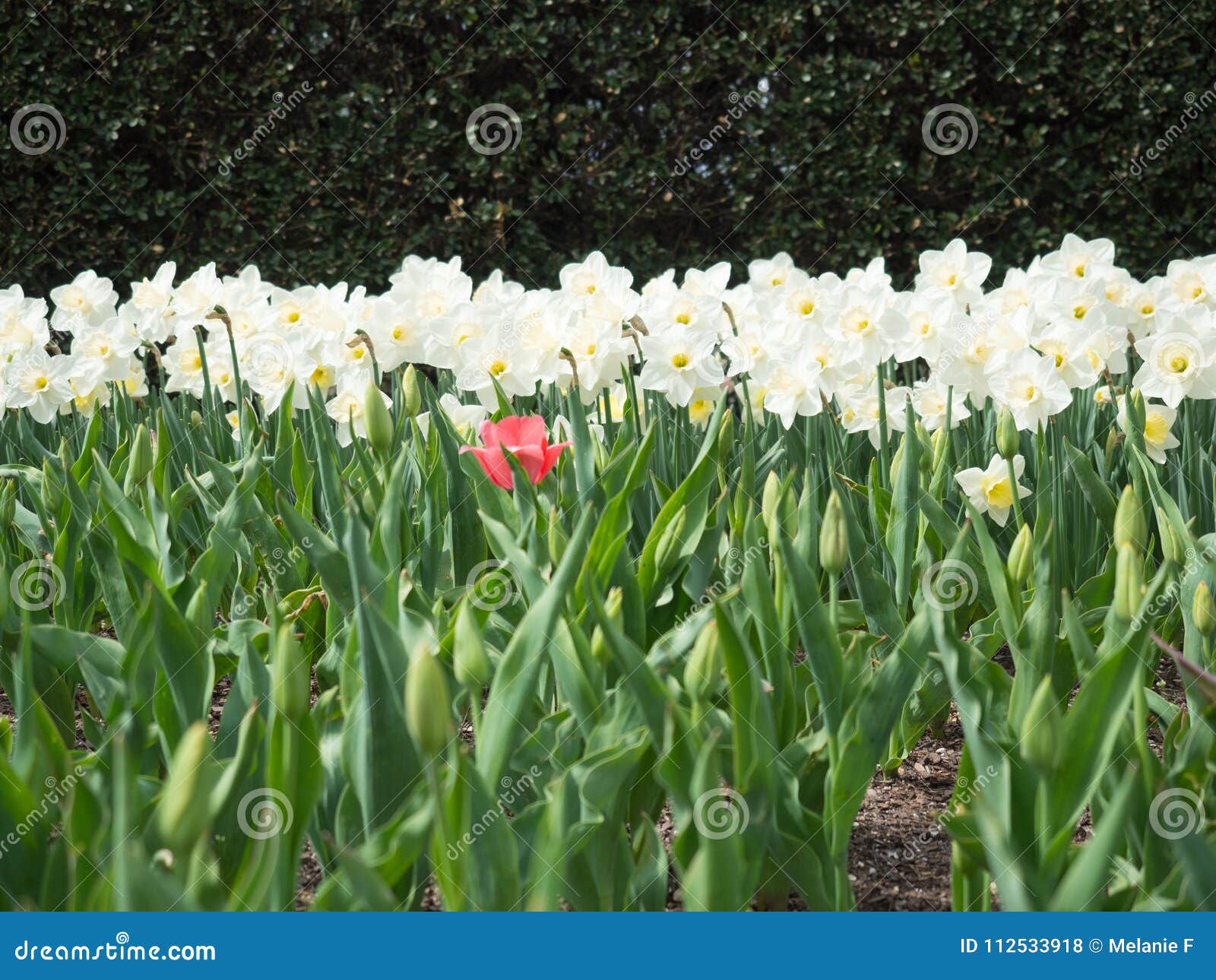 Field of White and Yellow Daffodils in Full Bloom with a Single Pink ...