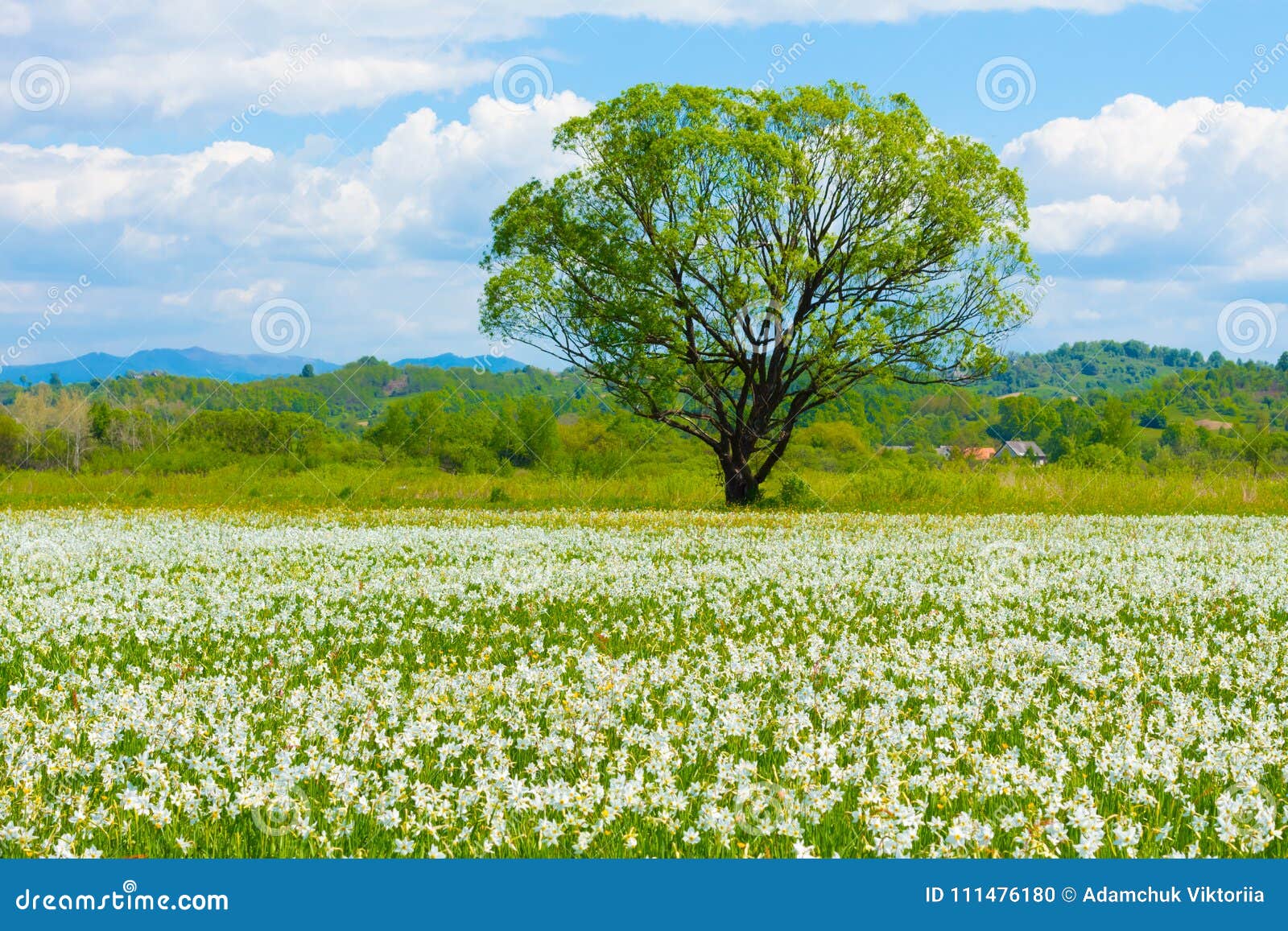 a field of wild daffodils. narcissus valley in ukrainian carpathians. spring in the mountains