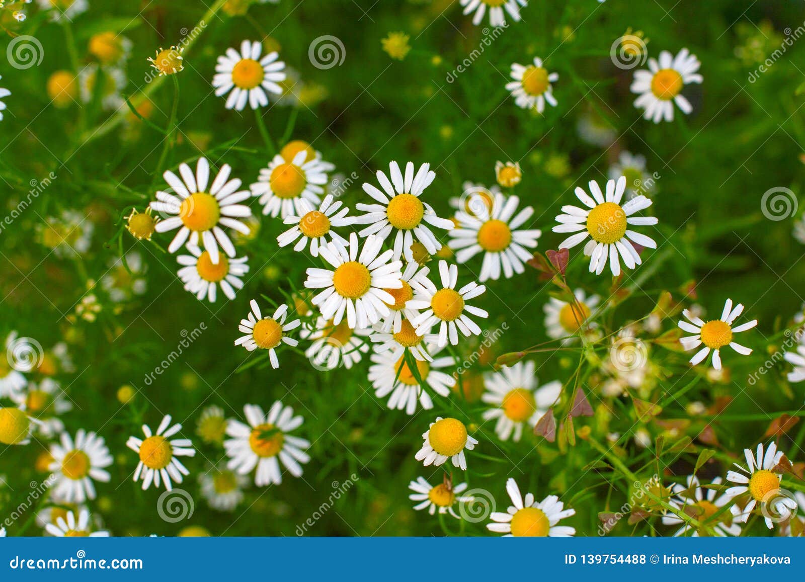 Field of Wild Daisies Flowers Stock Photo Image of bright