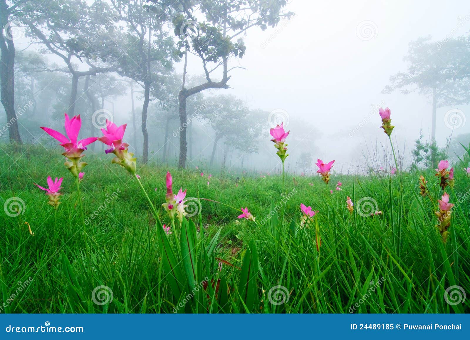 Field of Wild Flowers in the Mist Stock Image Image of grow, mist 24489185