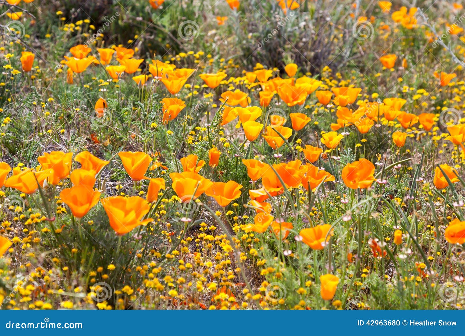 Field of Wild Orange Poppies Stock Photo Image of habitat, nature
