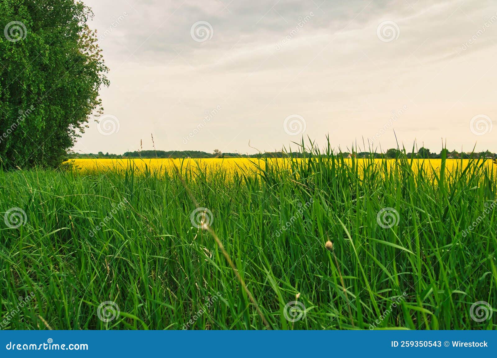 Field with Wild Yellow Flowers Stock Image Image of field, yellow