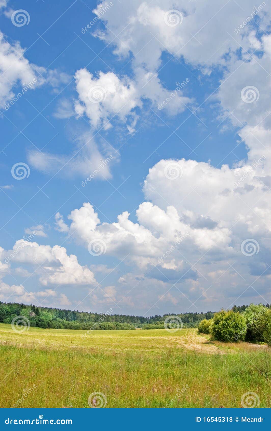 Field and wood. Yellow field with the burnt out grass against green wood and the blue sky with white clouds