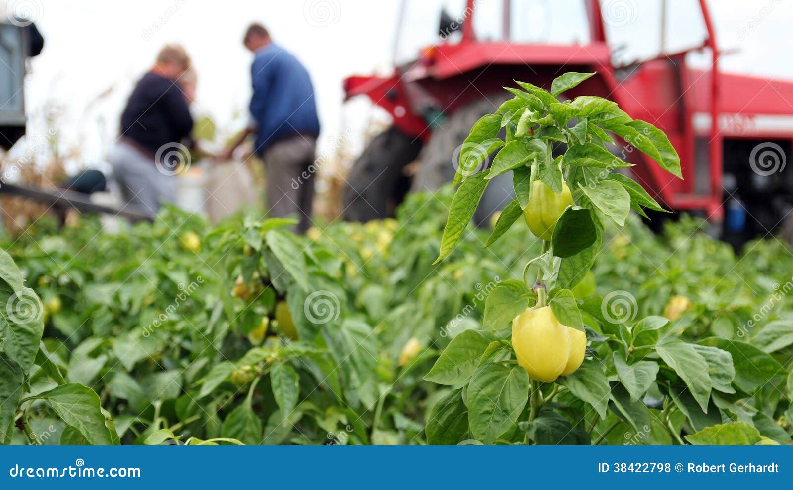 Field Workers Harvesting Yellow Bell Pepper Stock Photo Image of crop