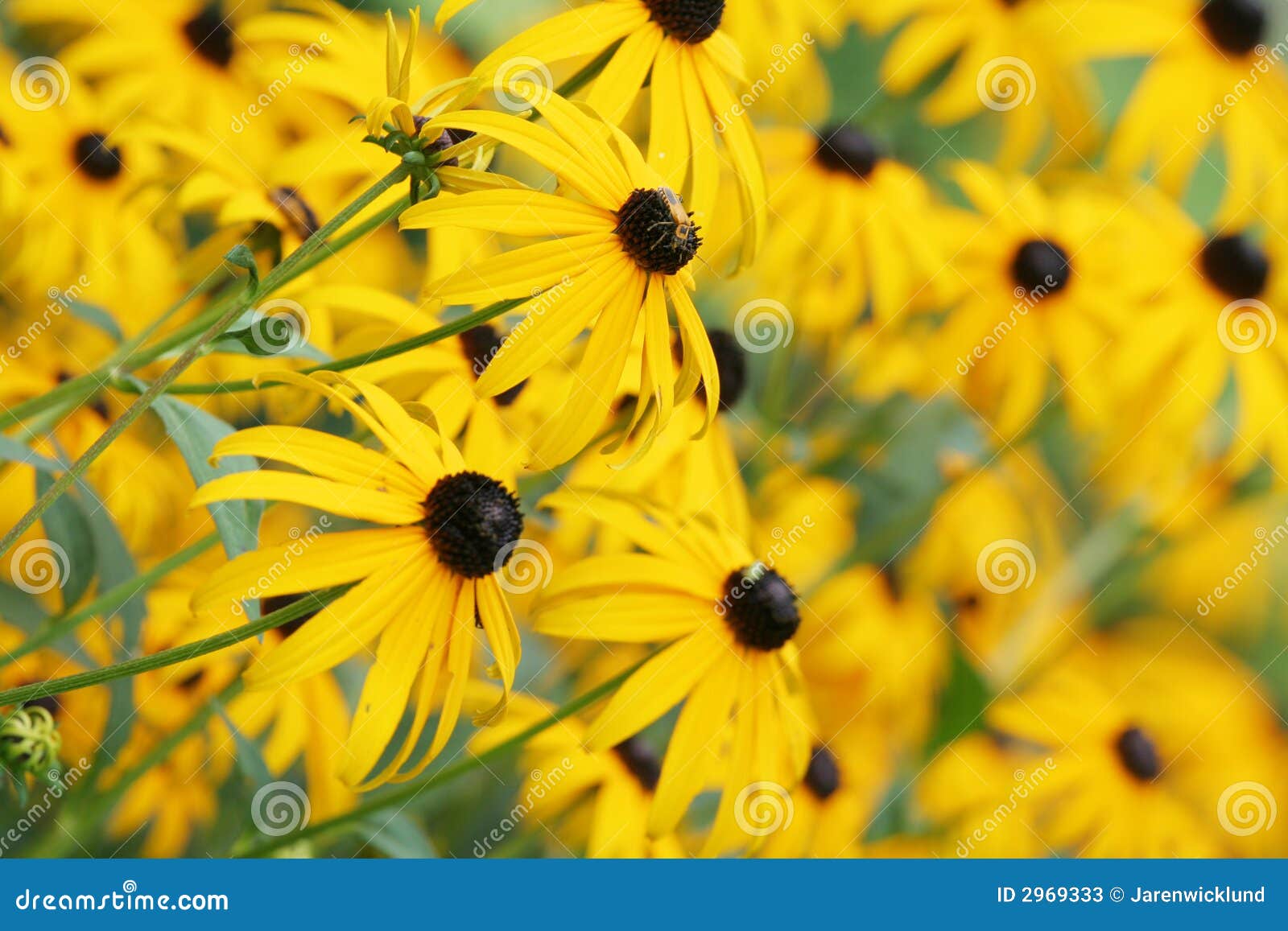 Field of Yellow Coneflowers Stock Image Image of petals, botany 2969333