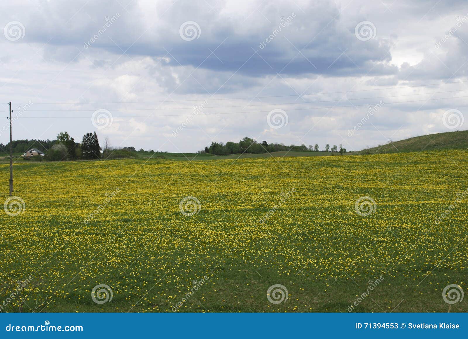 field of yellow dandelions, overcast sky.