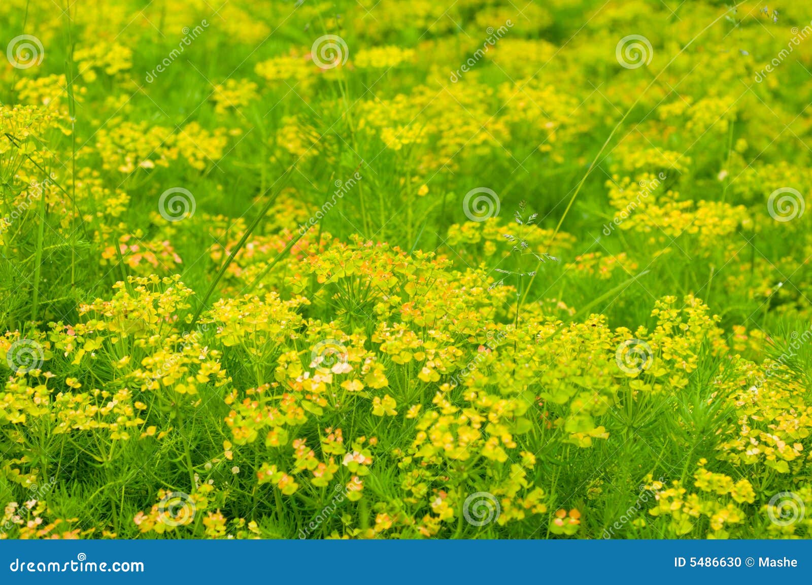 Field of yellow flower stock photo. Image of nature, landscape 5486630