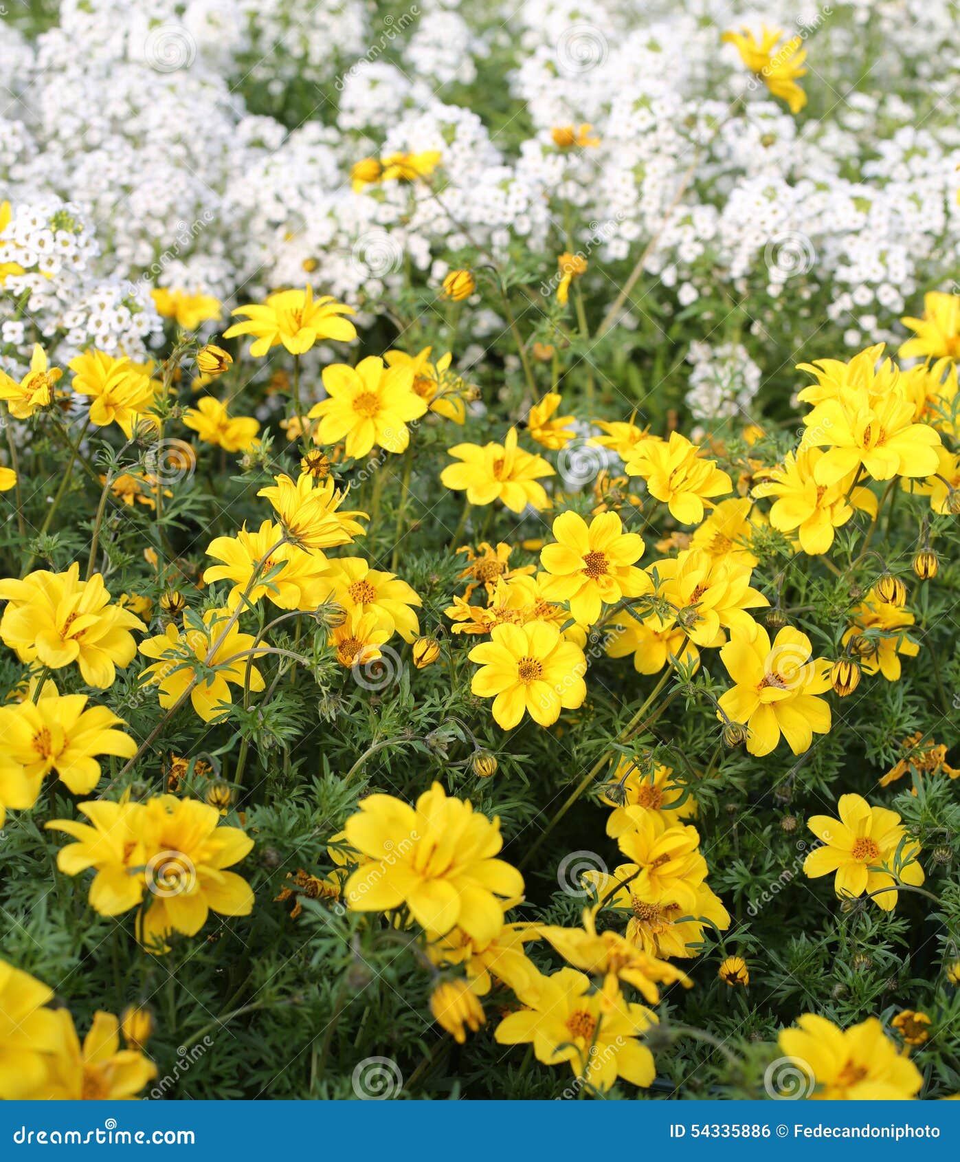 Field of Yellow Flowers Called Bidens in Spring Stock Photo Image of